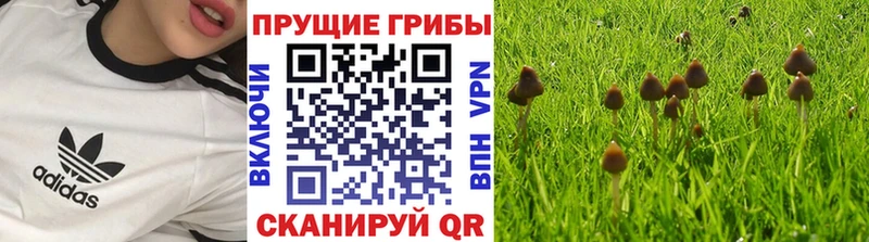 Галлюциногенные грибы Cubensis  сколько стоит  Пересвет 